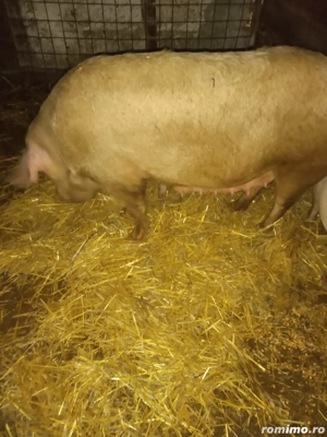 Vând scroafă  - imagine 2