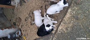 Donăm cățeluși drăgălași și jucăuși, talie medie, vârstă 2 luni - imagine 3