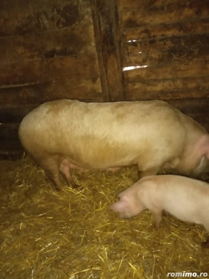 Vând scroafă  - imagine 4