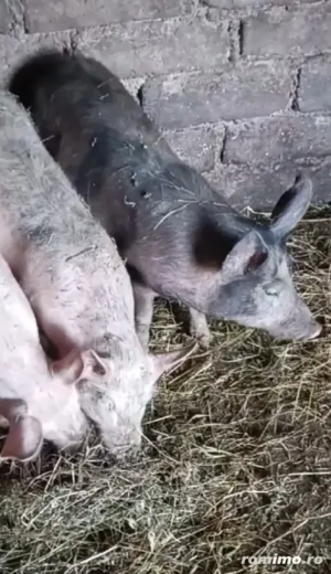 De vânzare grăsuni  - imagine 3