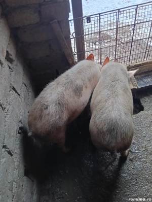 De vânzare grăsuni  - imagine 2