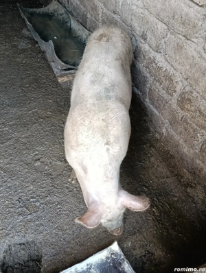 De vânzare grăsuni 