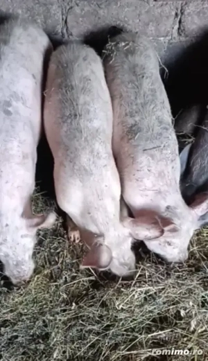 De vânzare grăsuni  - imagine 5