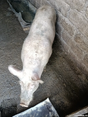 De vânzare grăsuni  - imagine 4