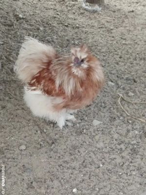 Cocosi matase japoneza  - imagine 2