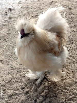 Cocosi matase japoneza 