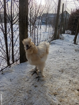 Cocosi matase japoneza  - imagine 3