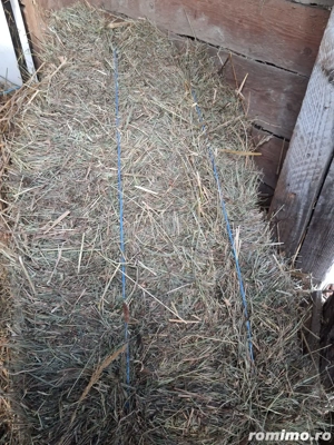 Baloti de lucerna si fan