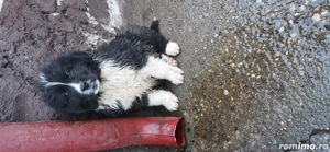 vând pui ciobănesc 