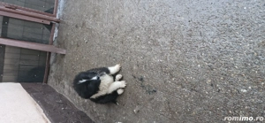 vând pui ciobănesc  - imagine 3