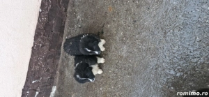 vând pui ciobănesc  - imagine 2