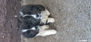 vând pui ciobănesc  - imagine 4