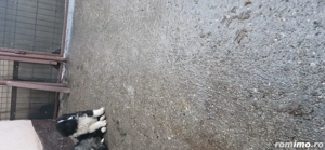 vând pui ciobănesc  - imagine 5