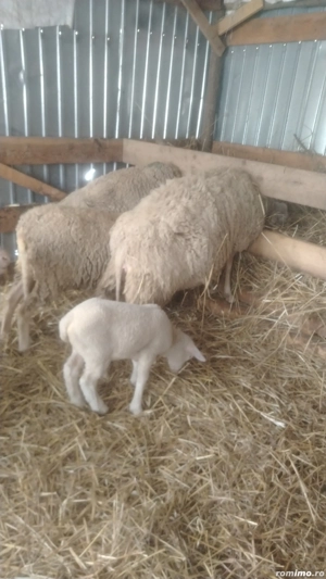 Vând 3 oi de lapte si o mieluta 