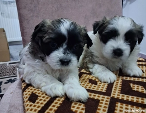 Căței shih tzu de vânzare 
