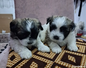 Căței shih tzu de vânzare  - imagine 2