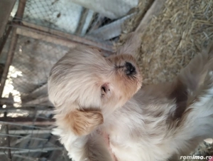 Căței Bichon maltez - imagine 2