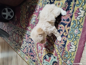 Căței Bichon maltez