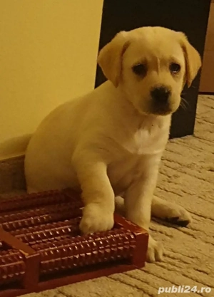 Vand pui labrador - imagine 3