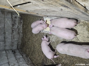 Vand purcei de 10 saptamani 