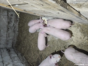 Vand purcei de 10 saptamani  - imagine 3