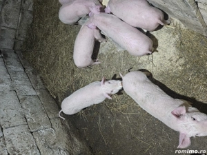 Vand purcei de 10 saptamani  - imagine 2