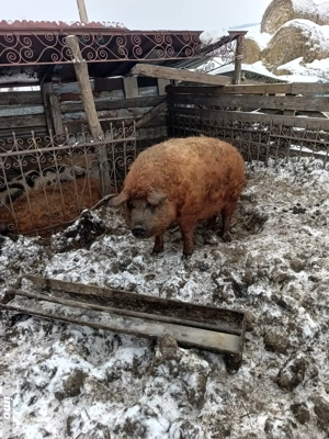 schimb cu oi ,capre - imagine 3