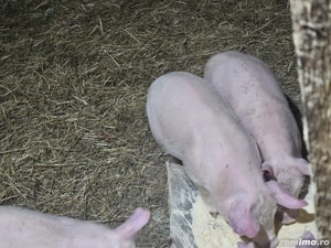 Vand purcei de 10 saptamani  - imagine 4