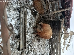 schimb cu oi ,capre - imagine 4