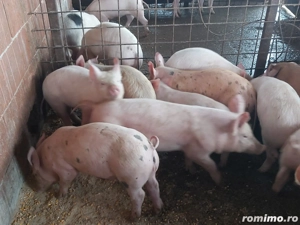 Vând purcei (suldei)   - imagine 3