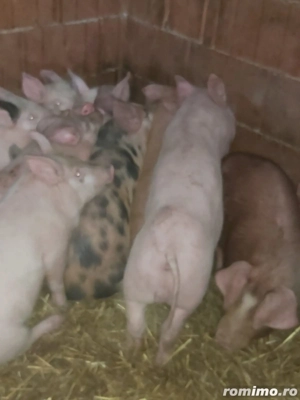 Vând purcei (suldei)   - imagine 2