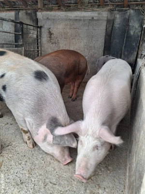 de vânzare 4 masculi 85..120 kg ofer transport gratuit 