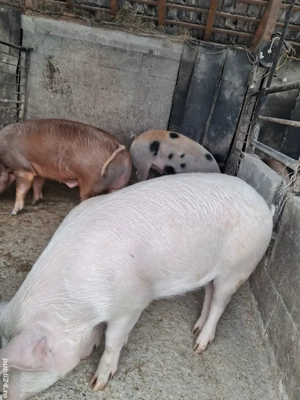 de vânzare 4 masculi 85..120 kg ofer transport gratuit  - imagine 4