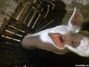 Vand vier pentru reproductie 