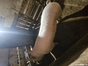 Vand vier pentru reproductie  - imagine 3