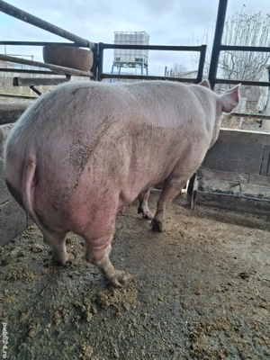 de vânzare scroafă 280 kg ofer transport gratuit 