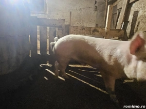 Vand vier pentru reproductie  - imagine 5