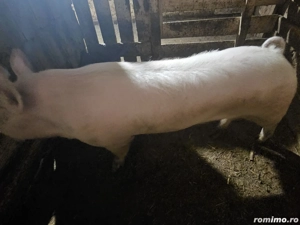 Vand vier pentru reproductie  - imagine 4