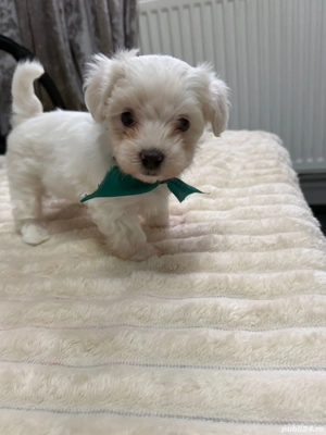 Bichon maltez un băiețel și o fetiță 