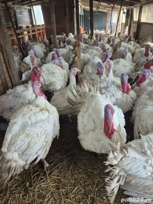 Curcani de vanzare  - imagine 3