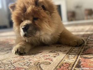 Cățel Chow Chow de vânzare 