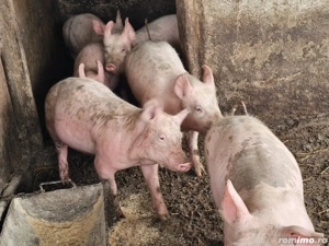 purcei 13-14 saptamani - imagine 2