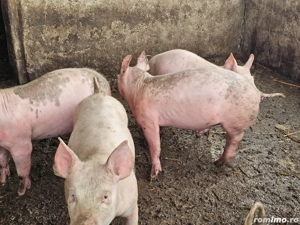 purcei 13-14 saptamani