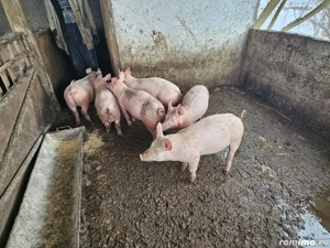 purcei 13-14 saptamani - imagine 4