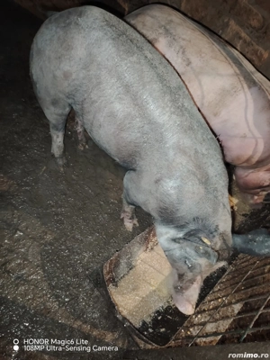Vând scrofită petrean fără păr  - imagine 2