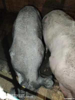 Vând scrofită petrean fără păr 
