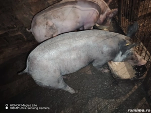 Vând scrofită petrean fără păr  - imagine 3