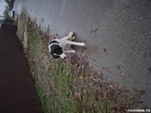 Donez caine  - imagine 4