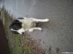 Donez caine  - imagine 2