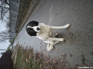 Donez caine  - imagine 3